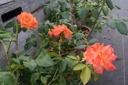 Rosa arbustif 'Belle Vaudoise' - La Pépinière d'Agnens