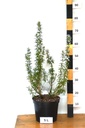 Rosmarinus officinalis - La Pépinière d'Agnens