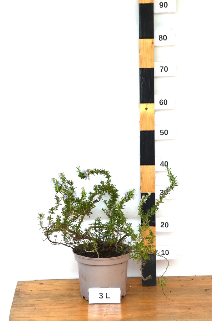 Rosmarinus officinalis 'Prostratus' - La Pépinière d'Agnens