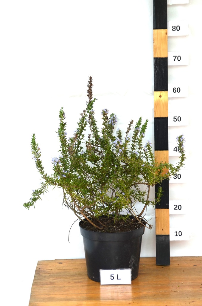 Rosmarinus officinalis 'Prostratus' - La Pépinière d'Agnens
