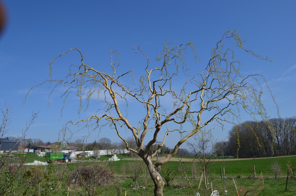 Salix x sepulcralis erythroflexuosa - La Pépinière d'Agnens