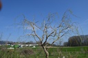Salix x sepulcralis erythroflexuosa - La Pépinière d'Agnens