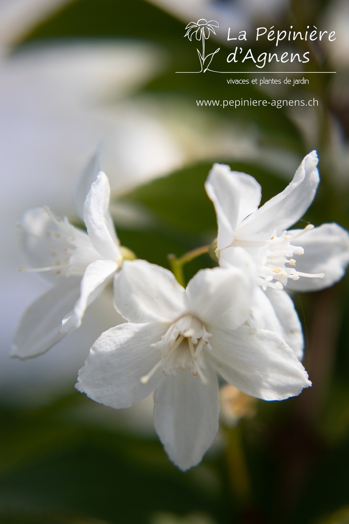 Deutzia gracilis- La pépinière d'Agnens