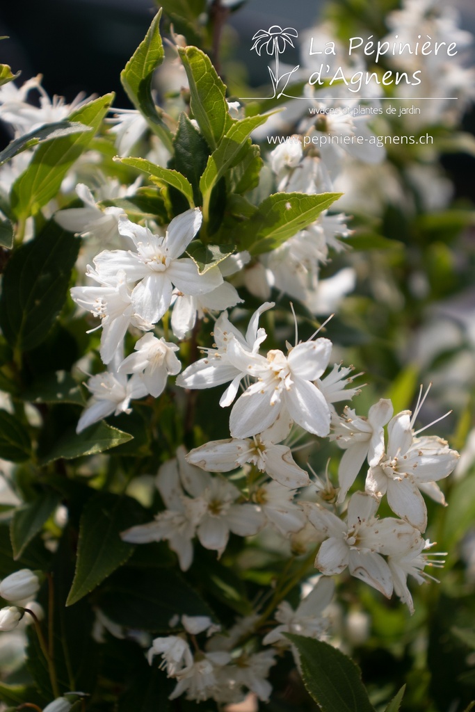 Deutzia gracilis- La pépinière d'Agnens