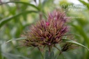 Dianthus barbatus- La pépinière d'Agnens