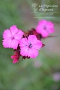 Dianthus carthusianorum- La pépinière d'Agnens