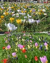 Mélange 'Abeille Breda' (1).webp