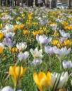 Mélange 'Abeille Breda' (2).webp