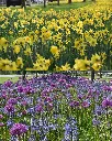 Mélange 'Volendam' (3).webp