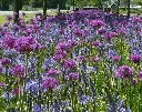 Mélange 'Volendam' (2).webp