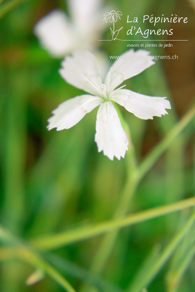 Dianthus deltoides 'Albus'- La pépinière d'Agnens