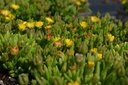 Delosperma 'Jewel of Desert Peridott' - La Pépinière d'Agnens