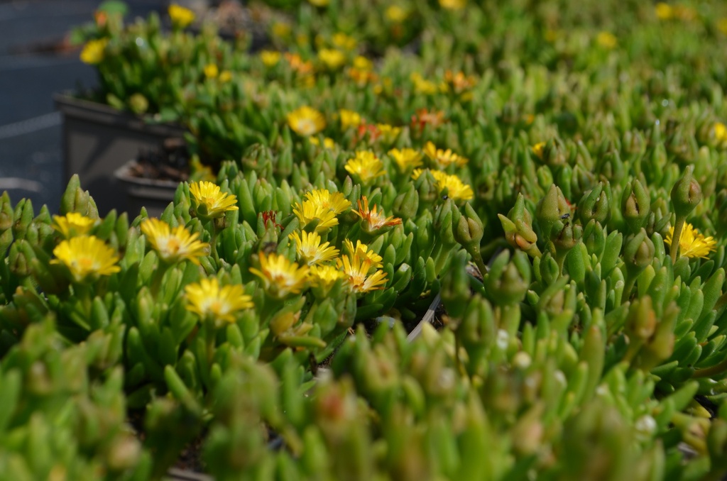 Delosperma 'Jewel of Desert Peridott' - La Pépinière d'Agnens