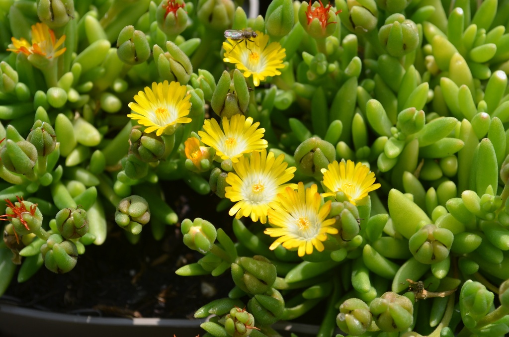 Delosperma 'Jewel of Desert Peridott' - La Pépinière d'Agnens