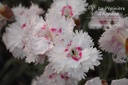 Dianthus plumarius 'Ine'- La pépinière d'Agnens