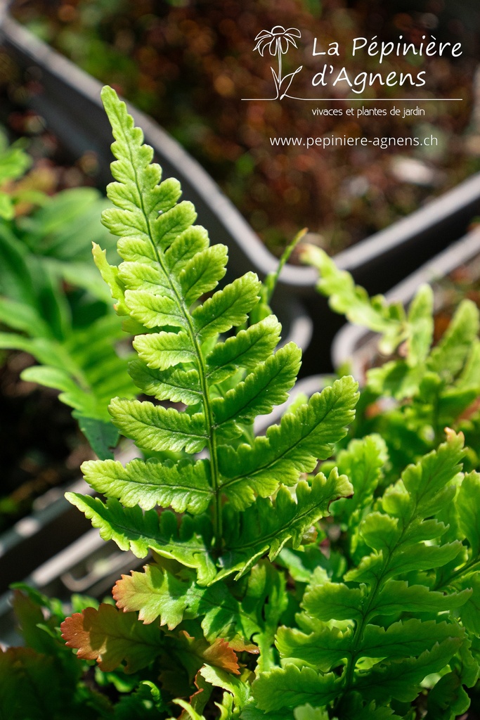 Dryopteris erythrosora- La pépinière d'Agnens