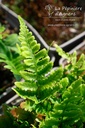 Dryopteris erythrosora- La pépinière d'Agnens