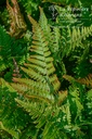 Dryopteris erythrosora- La pépinière d'Agnens