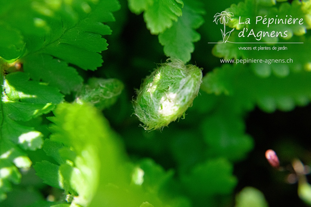 Dryopteris filix-mas- La pépinière d'Agnens