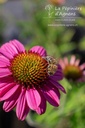 Echinacea hybride 'Rozenrad'- La pépinière d'Agnens