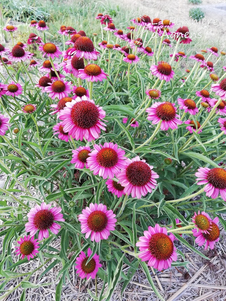 Echinacea hybride 'Rozenrad'- La pépinière d'Agnens