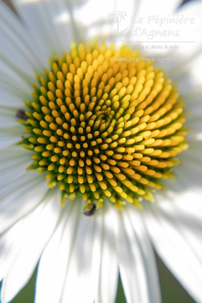 Echinacea hybride 'White Meditation'- La pépinière d'Agnens