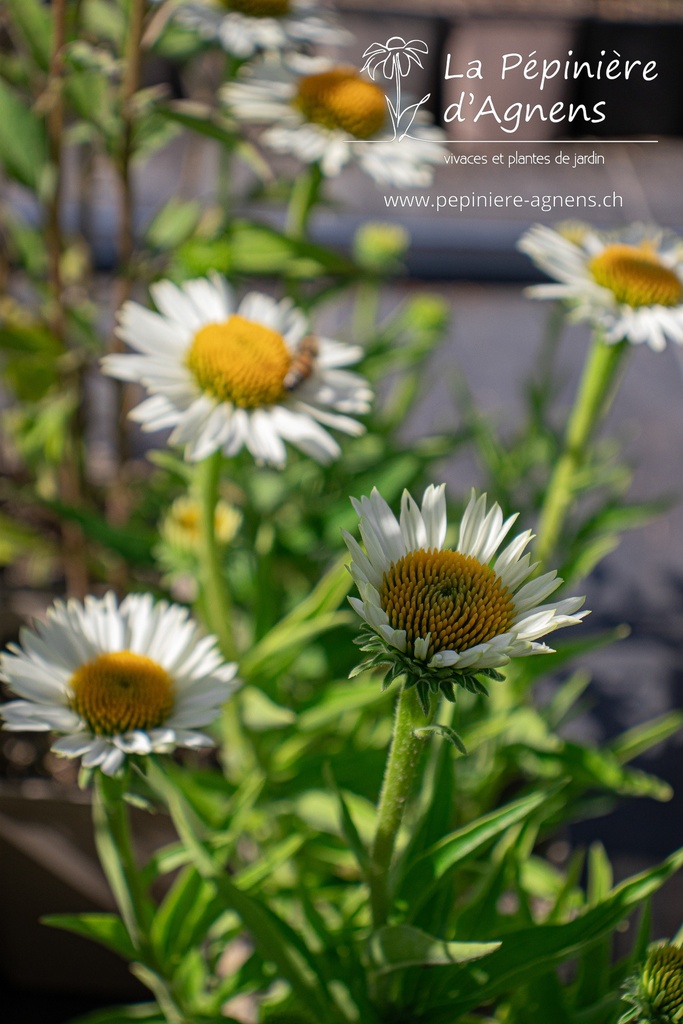 Echinacea hybride 'White Meditation'- La pépinière d'Agnens