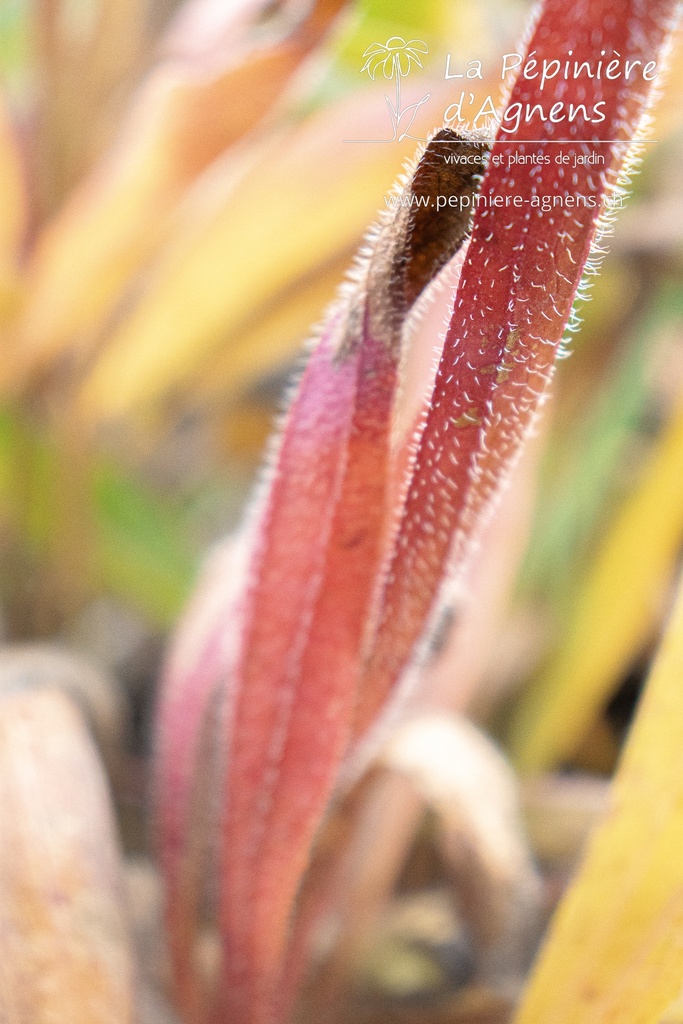 Echinacea pallida- La pépinière d'Agnens