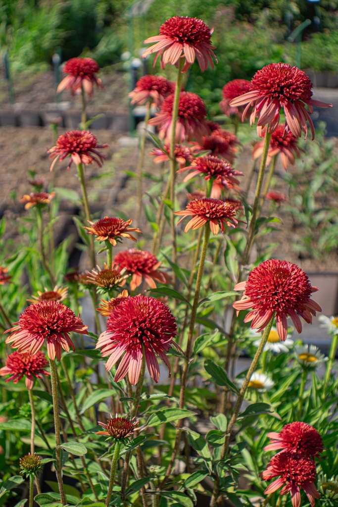 Echinacea purpurea 'Hot Papaya'- La pépinière d'Agnens