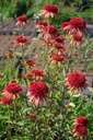 Echinacea purpurea 'Hot Papaya'- La pépinière d'Agnens