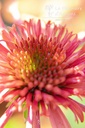 Echinacea purpurea 'Hot Papaya'- La pépinière d'Agnens