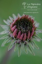 Echinacea purpurea 'Magnus Superior'- La pépinière d'Agnens
