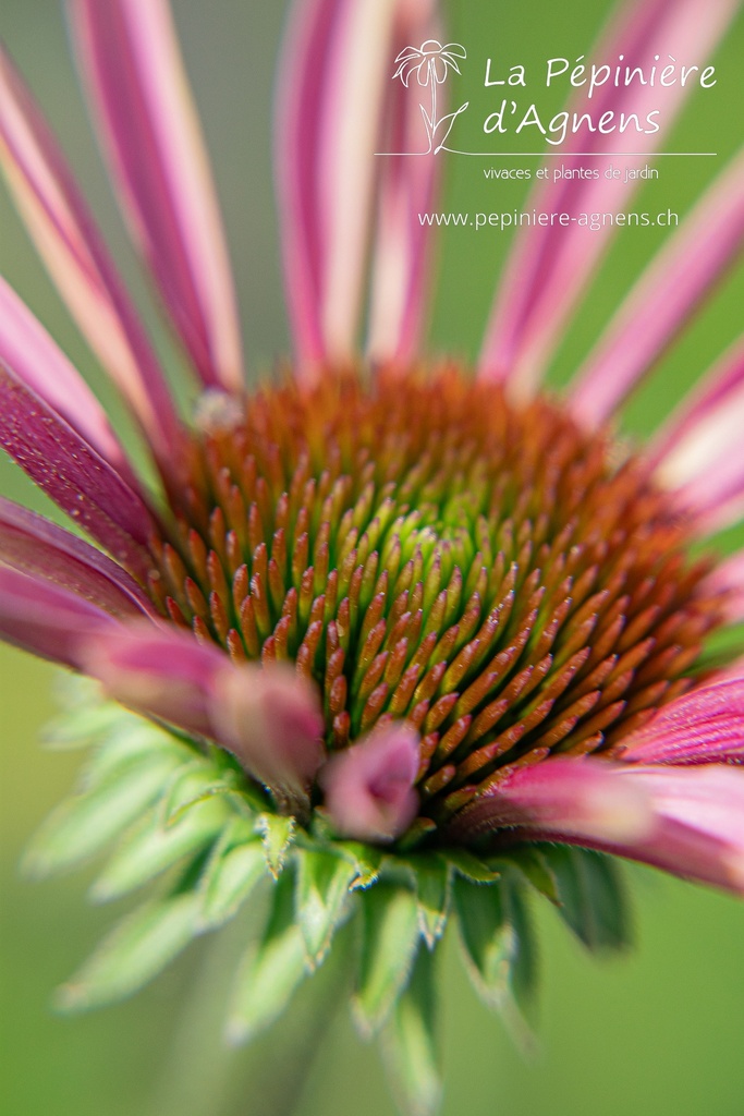 Echinacea purpurea 'Magnus Superior'- La pépinière d'Agnens