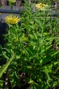 Echinacea purpurea 'Mellow Yellow'- La pépinière d'Agnens