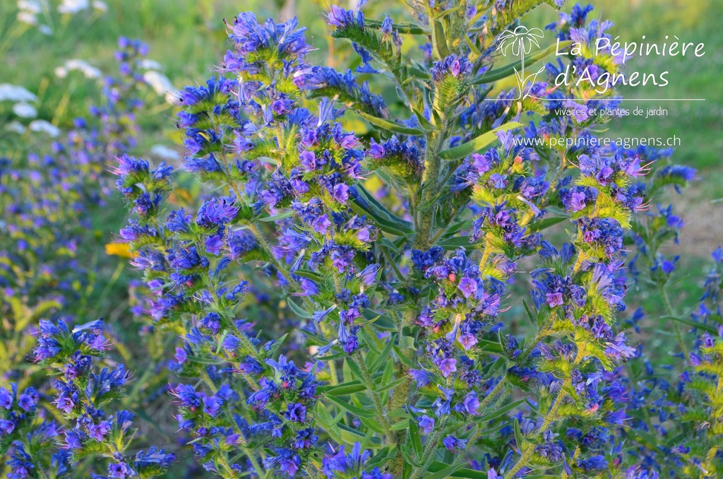 Echium vulgare- La pépinière d'Agnens