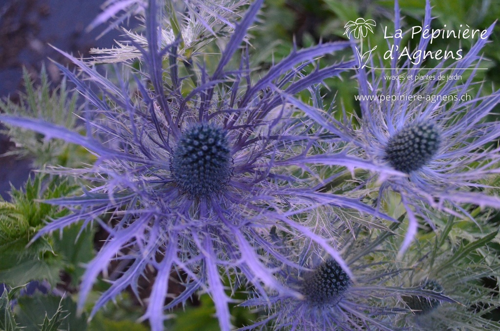 Eryngium alpinum 'Blue Star'- La pépinière d'Agnens