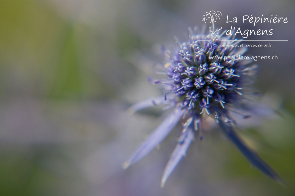 Eryngium planum 'Blaukappe'- La pépinière d'Agnens