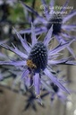 Eryngium zabelii (x) 'Big Blue'- La pépinière d'Agnens