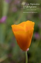 Eschscholzia californica- La pépinière d'Agnens