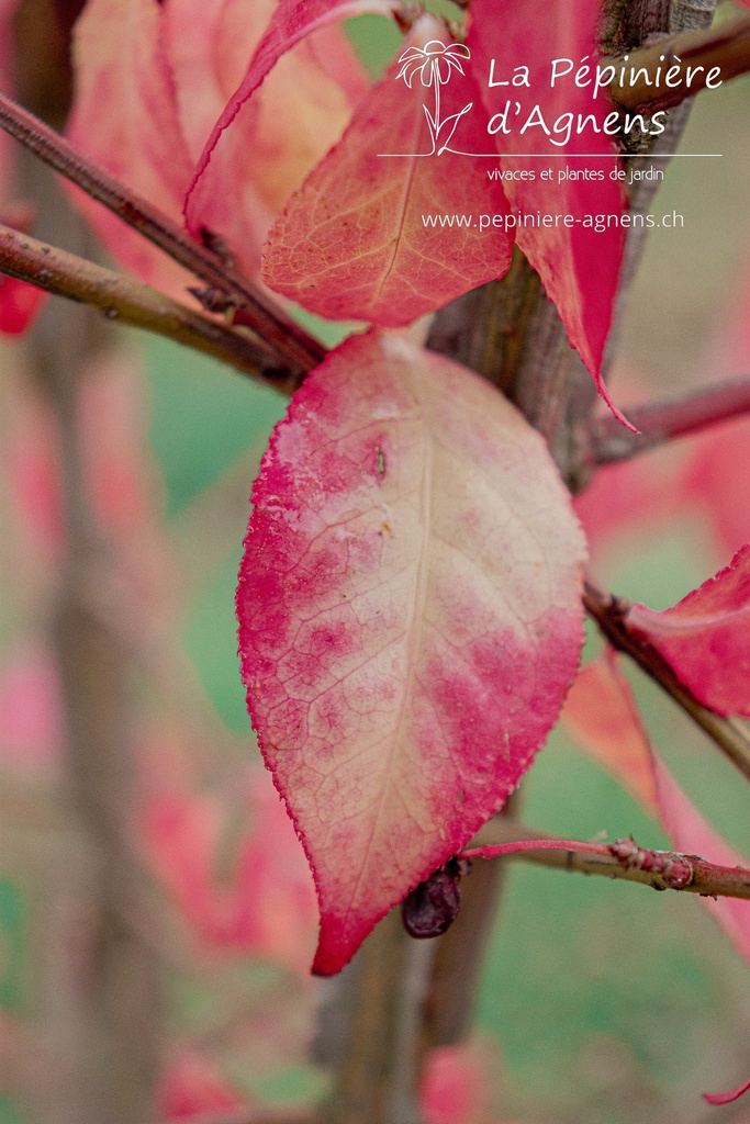 Euonymus alatus- La pépinière d'Agnens