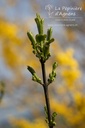 Euonymus europaeus- La pépinière d'Agnens