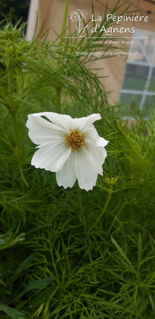 Cosmos bipinnatus 'Albus'- La pépinière d'Agnens