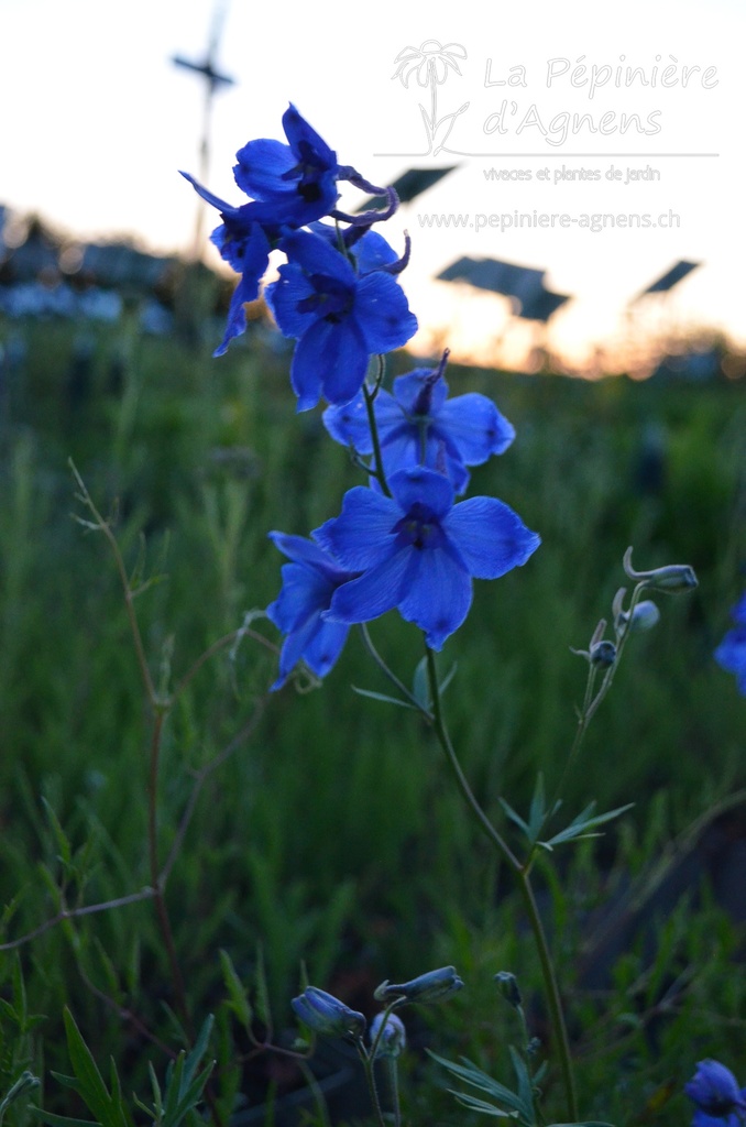 Delphinium belladona (x) 'Voelkerfrieden'- La pépinière d'Agnens