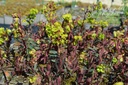 Euphorbia amygdaloides 'Purpurea'- La pépinière d'Agnens