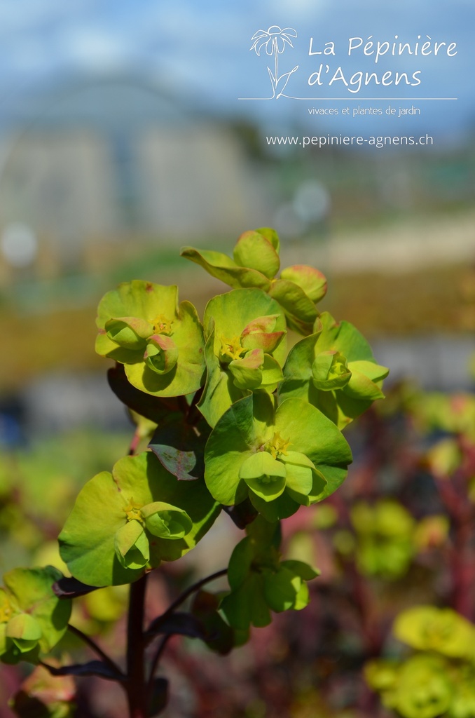 Euphorbia amygdaloides 'Purpurea'- La pépinière d'Agnens