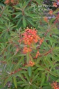 Euphorbia griffithii 'Dixter'- La pépinière d'Agnens