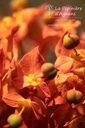 Euphorbia griffithii 'Dixter'- La pépinière d'Agnens