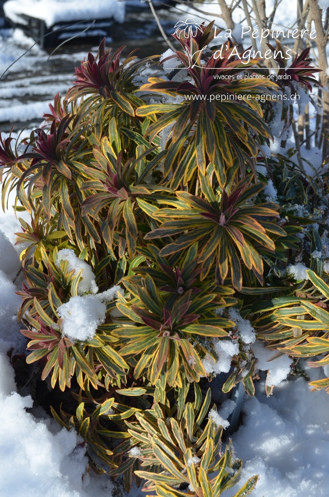 Euphorbia martinii (x) 'Ascot Rainbow'- La pépinière d'Agnens