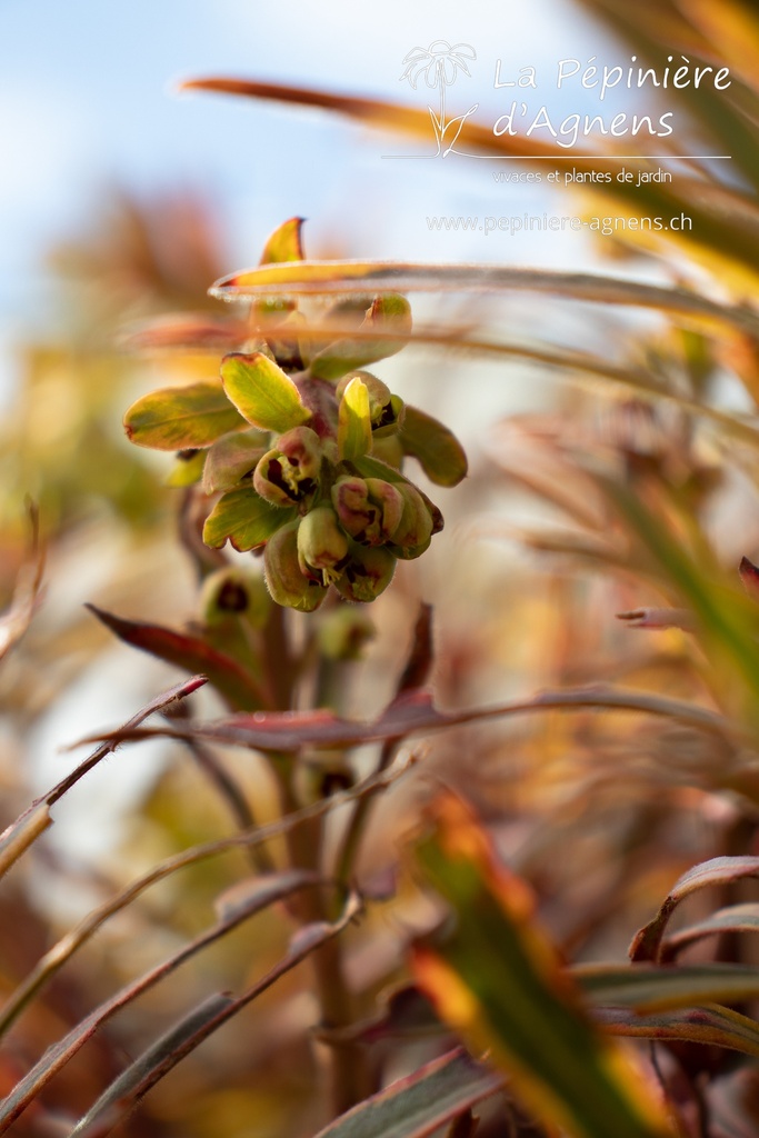Euphorbia martinii (x) 'Ascot Rainbow'- La pépinière d'Agnens