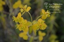 Euphorbia pekinensis- La pépinière d'Agnens